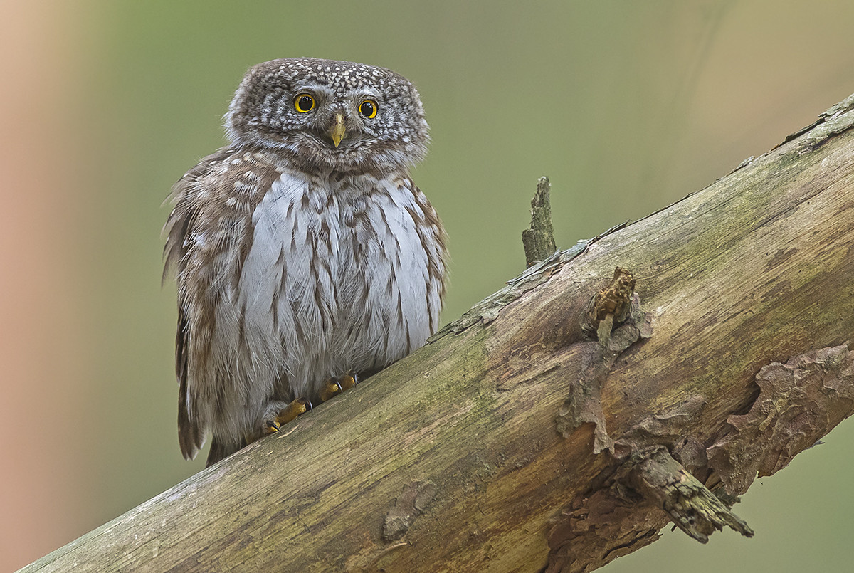 1200x805, 322 Kb / сова