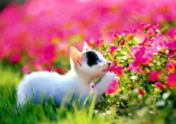 596x418, 59 Kb / клумба, котенок