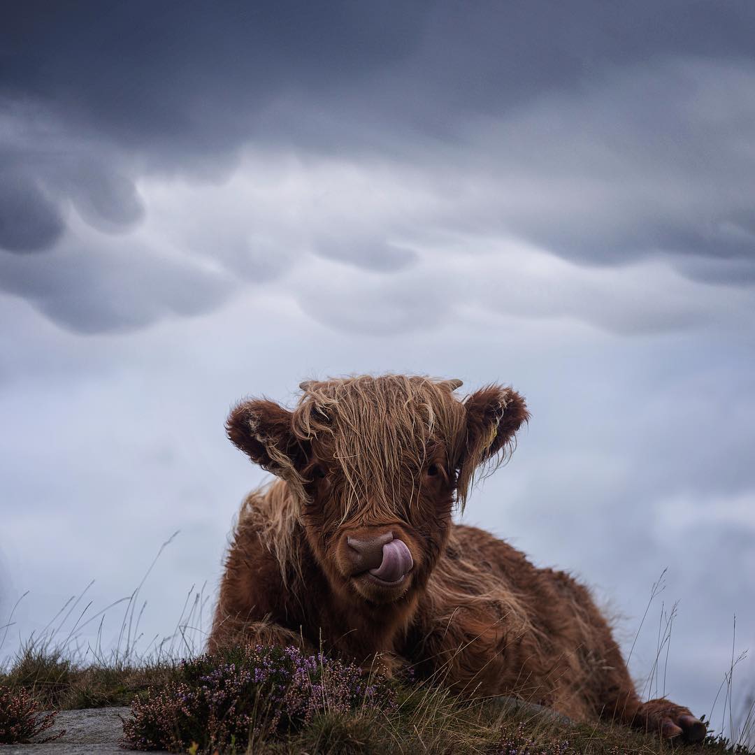 1080x1080, 91 Kb / бык, трава, язык