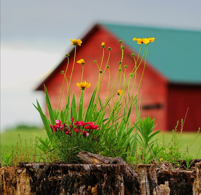 689x666, 163 Kb / цветы, дом, пень