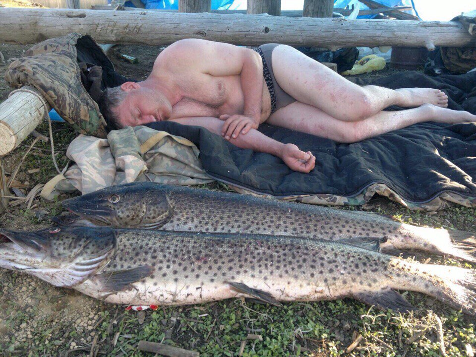 960x720, 226 Kb / мужик, щуки, рыба