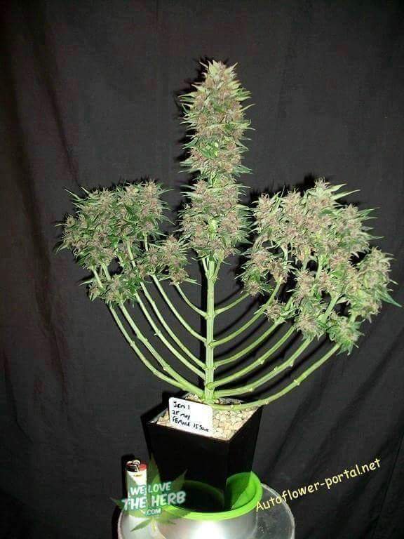 576x768, 66 Kb / подсвечник, трава, бонсай