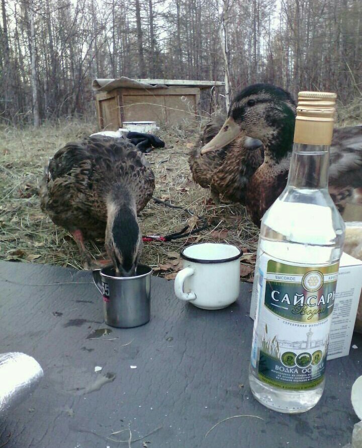 720x890, 188 Kb / утки, водка, кружка