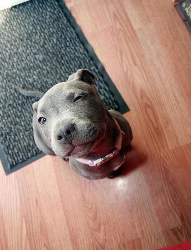 613x800, 69 Kb / собака, подмигивает