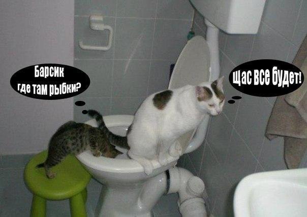 604x428, 32 Kb / кот, унитаз, рыбки