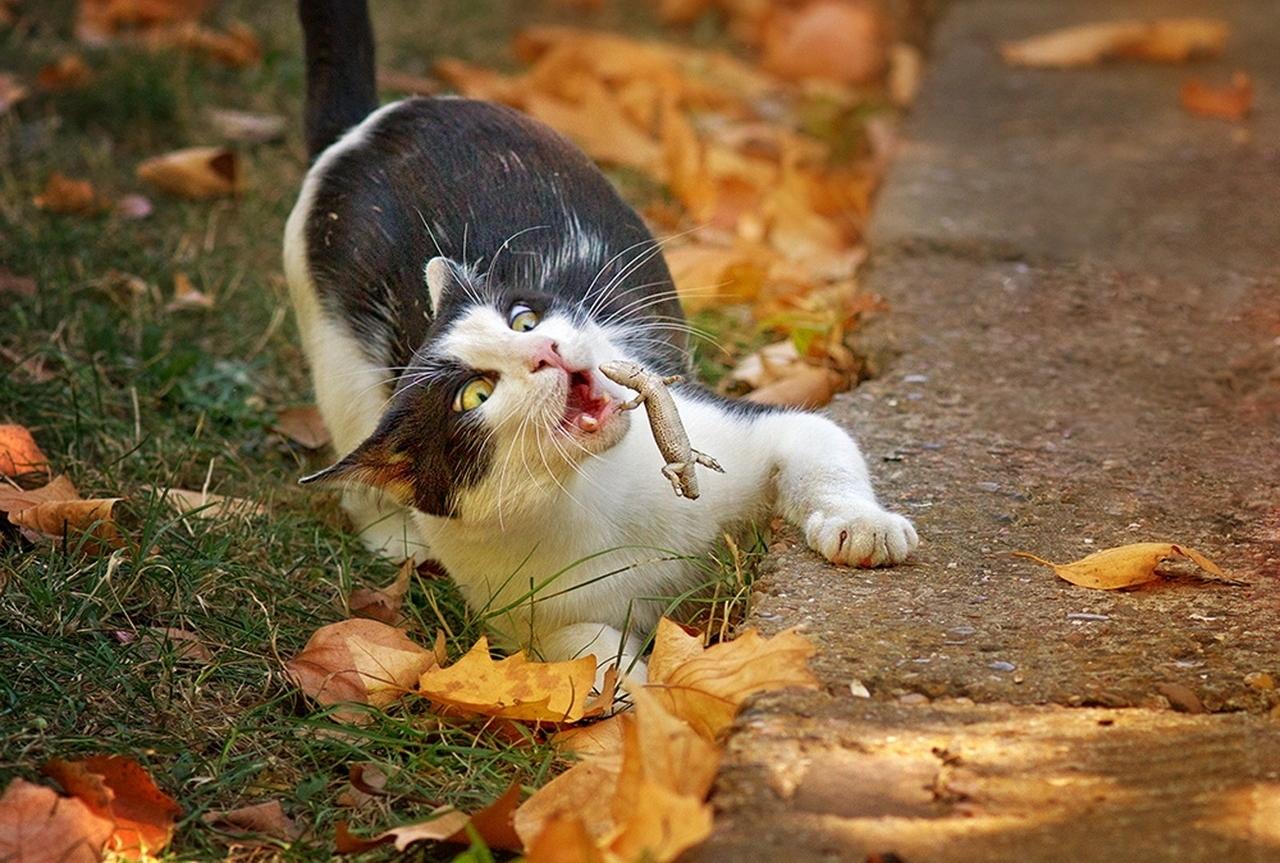 1280x863, 179 Kb / кот, ящерица