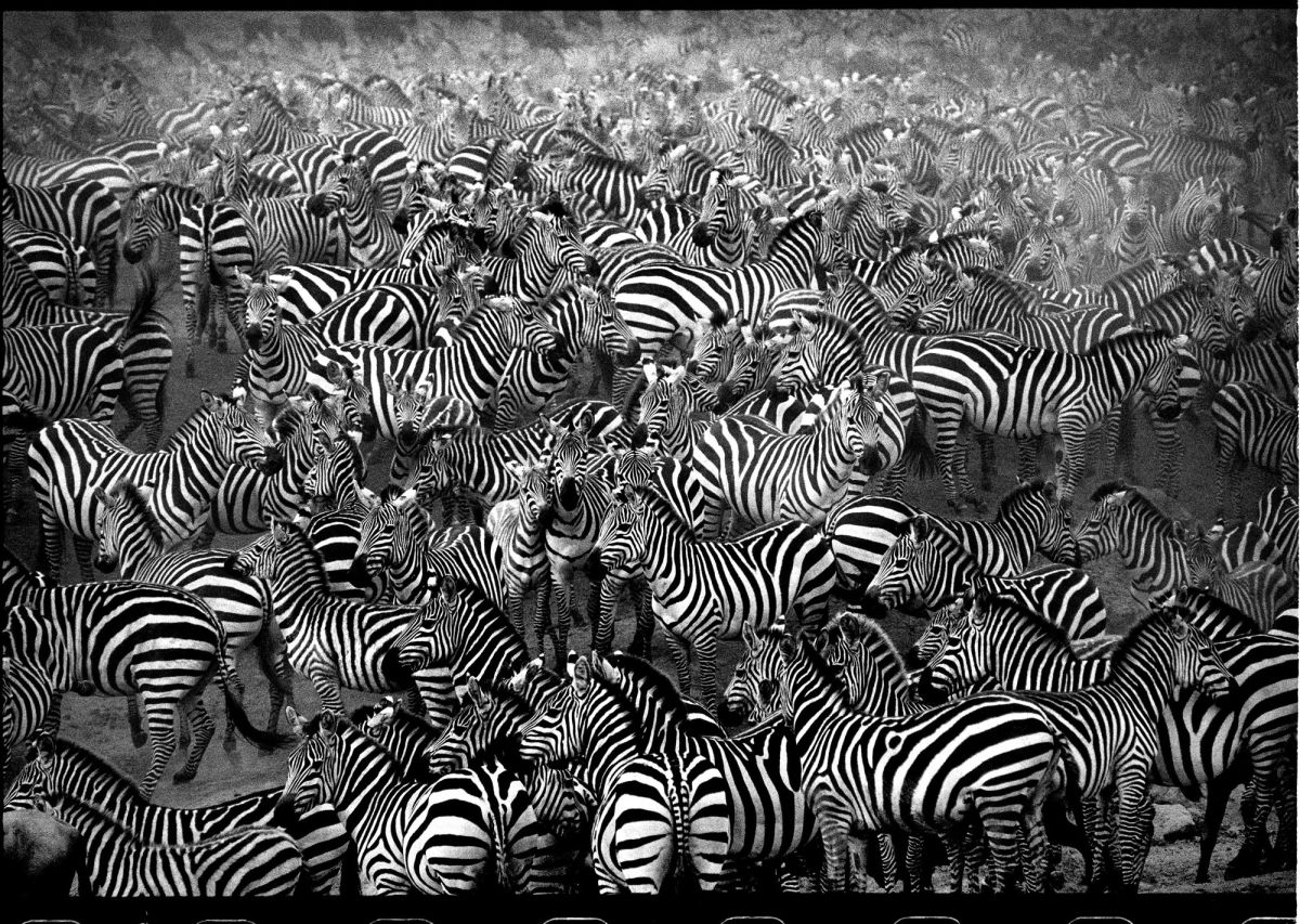 1200x853, 325 Kb / зебры