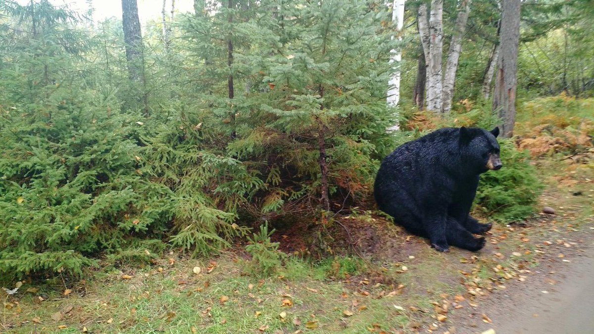 1200x675, 244 Kb / барибал, медведь, черный