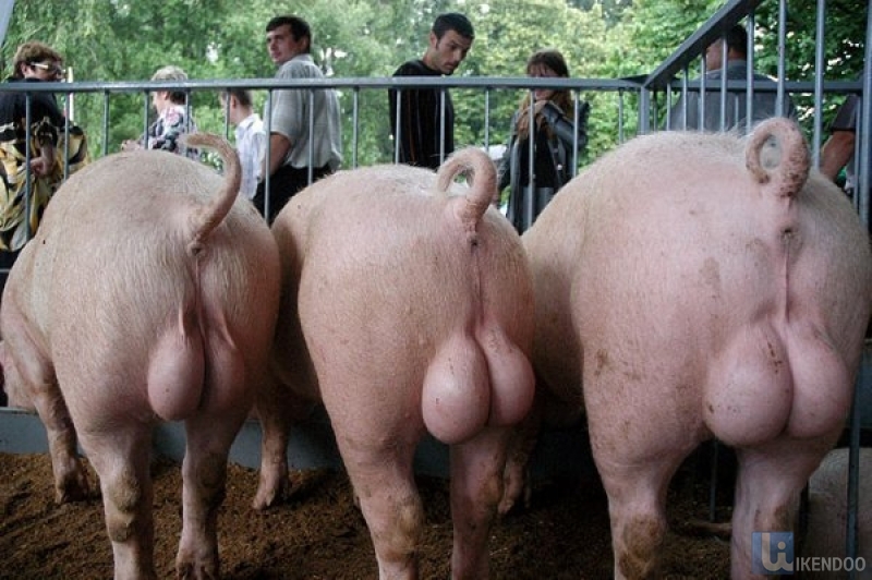 800x532, 283 Kb / яйца, свиньи