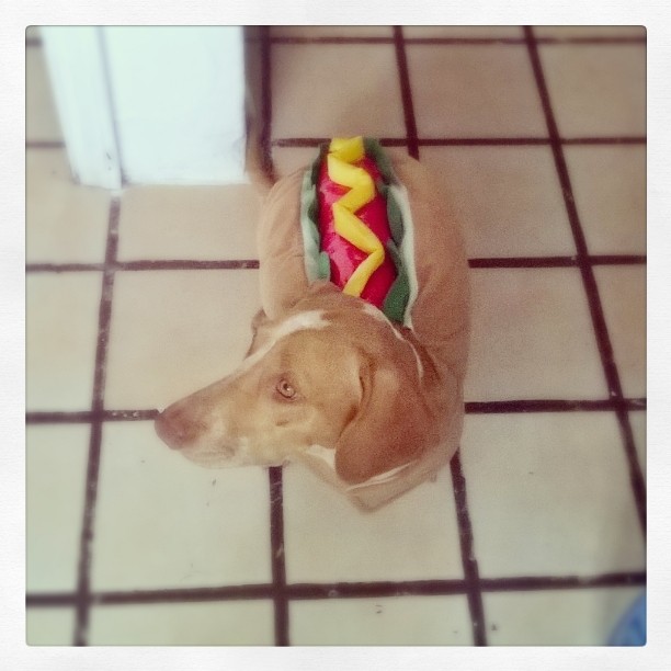 612x612, 61 Kb / такса, хот-дог