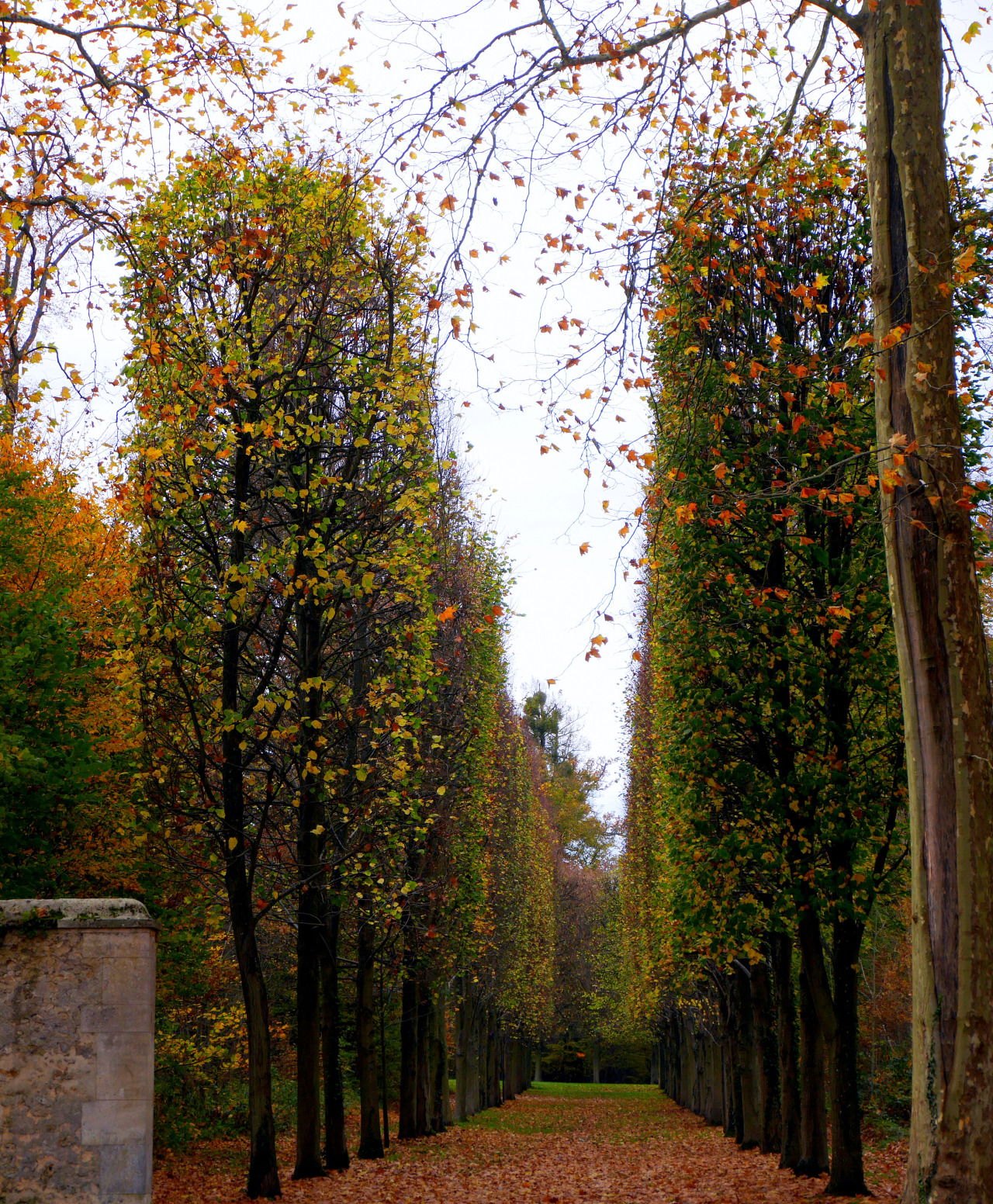 1280x1552, 637 Kb / аллея, парк, осень, листья