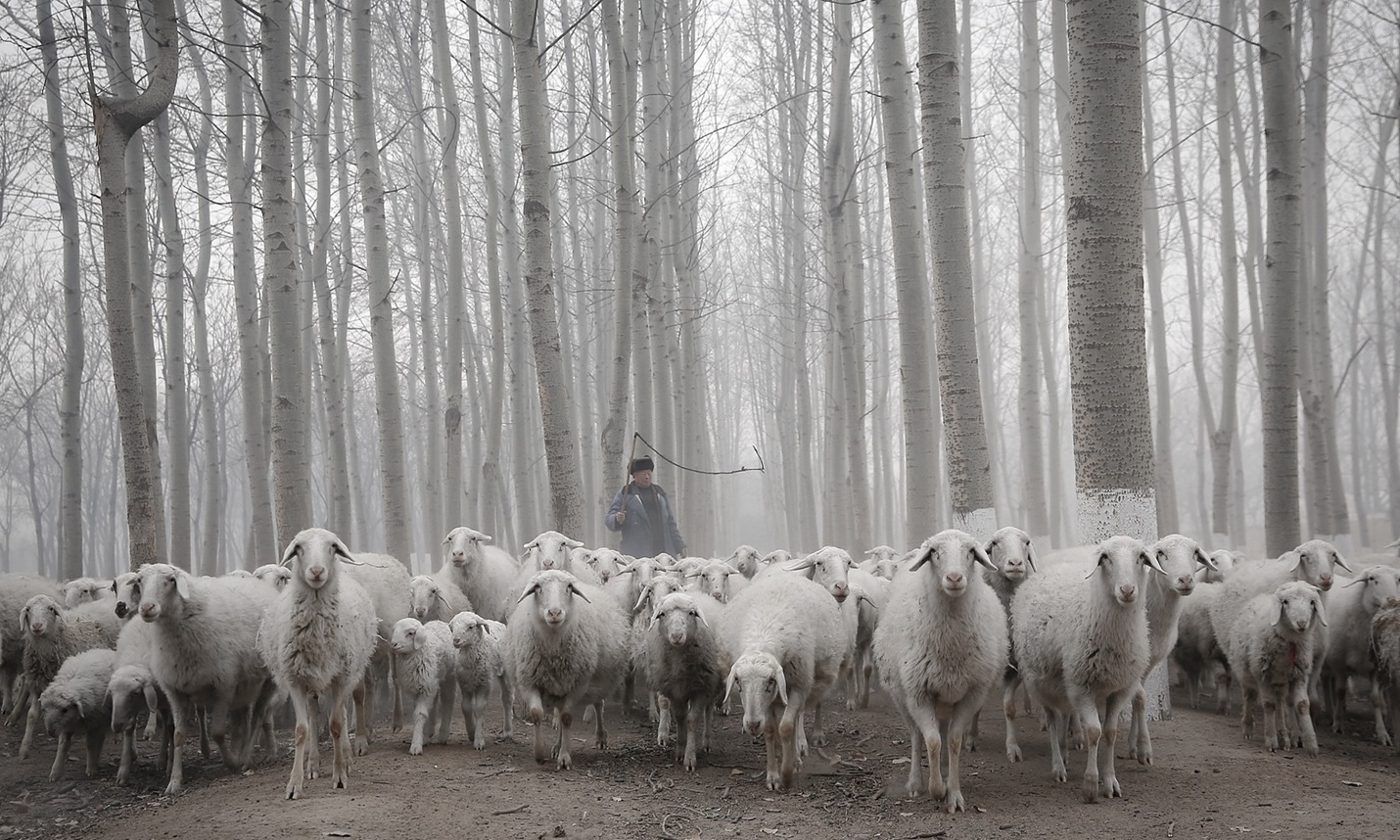 1430x858, 431 Kb / овцы, пастух, лес, пуга