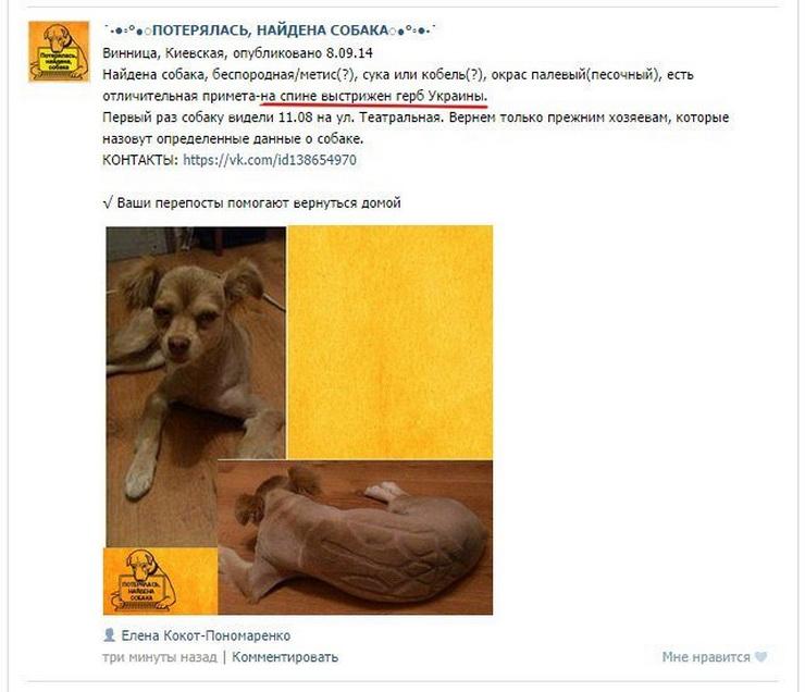 740x636, 52 Kb / объявление, собака, герб, Украина, свидомость, политота