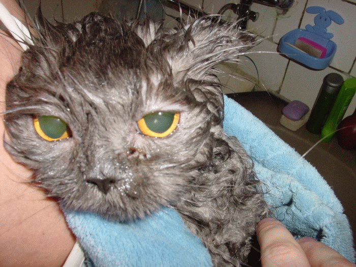 700x525, 246 Kb / Дуся, кошка, мытье, жесть