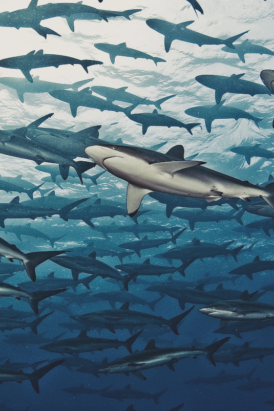 535x803, 426 Kb / акулы, стая