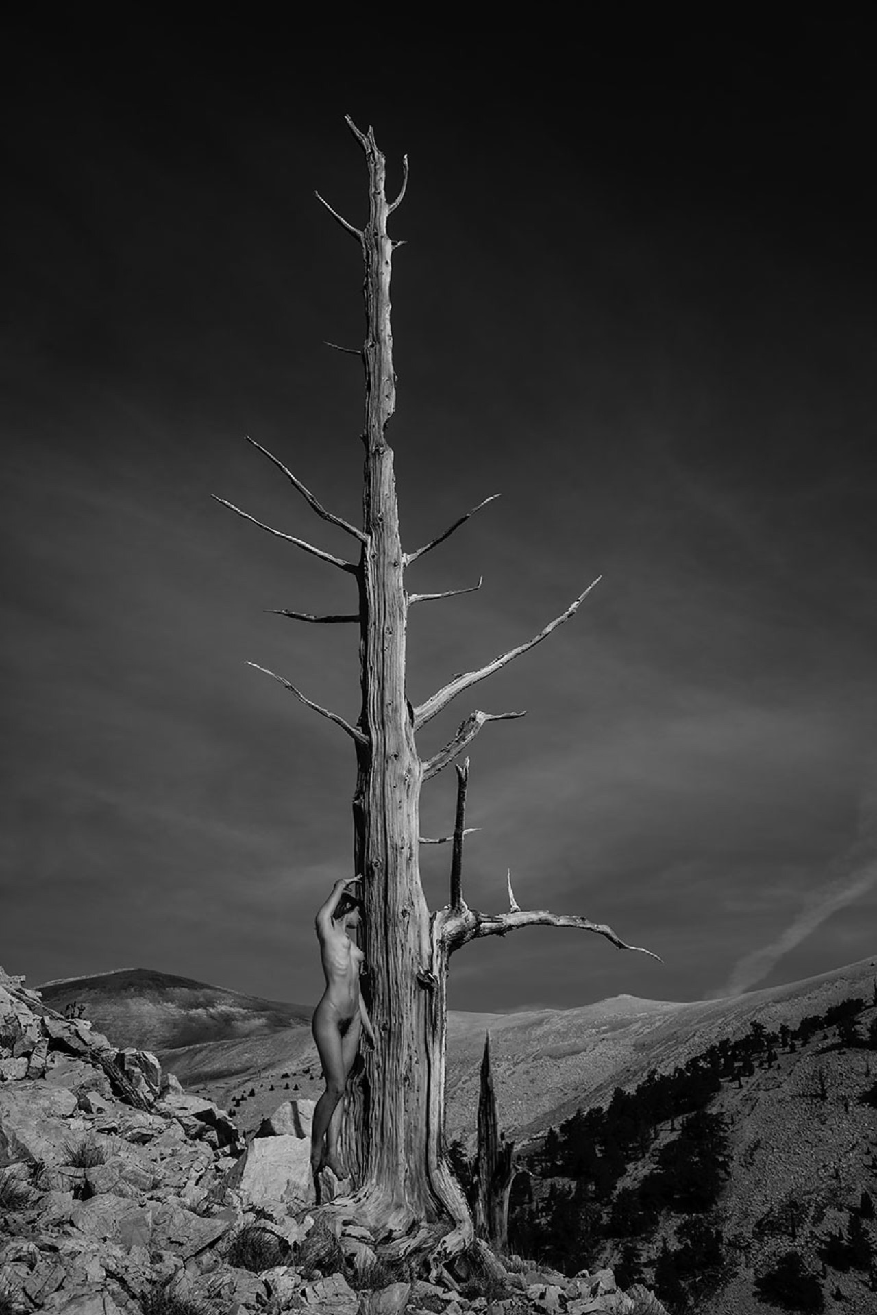1280x1920, 368 Kb / дерево, сухостой, голая, ч/б, горы