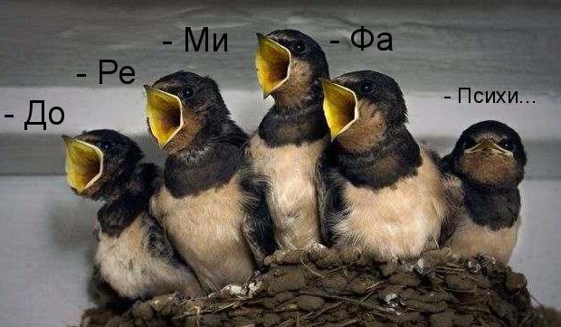 620x362, 43 Kb / гнездо, птенцы, ноты