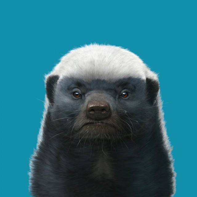 640x640, 22 Kb / медоед, ферма