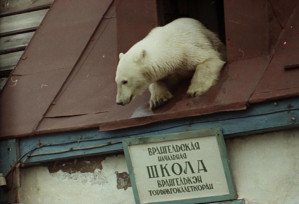 1000x683, 77 Kb / медведь, школа