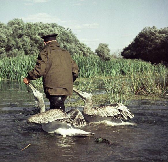 583x564, 81 Kb / пеликаны, озеро, вода, птицы, лесник