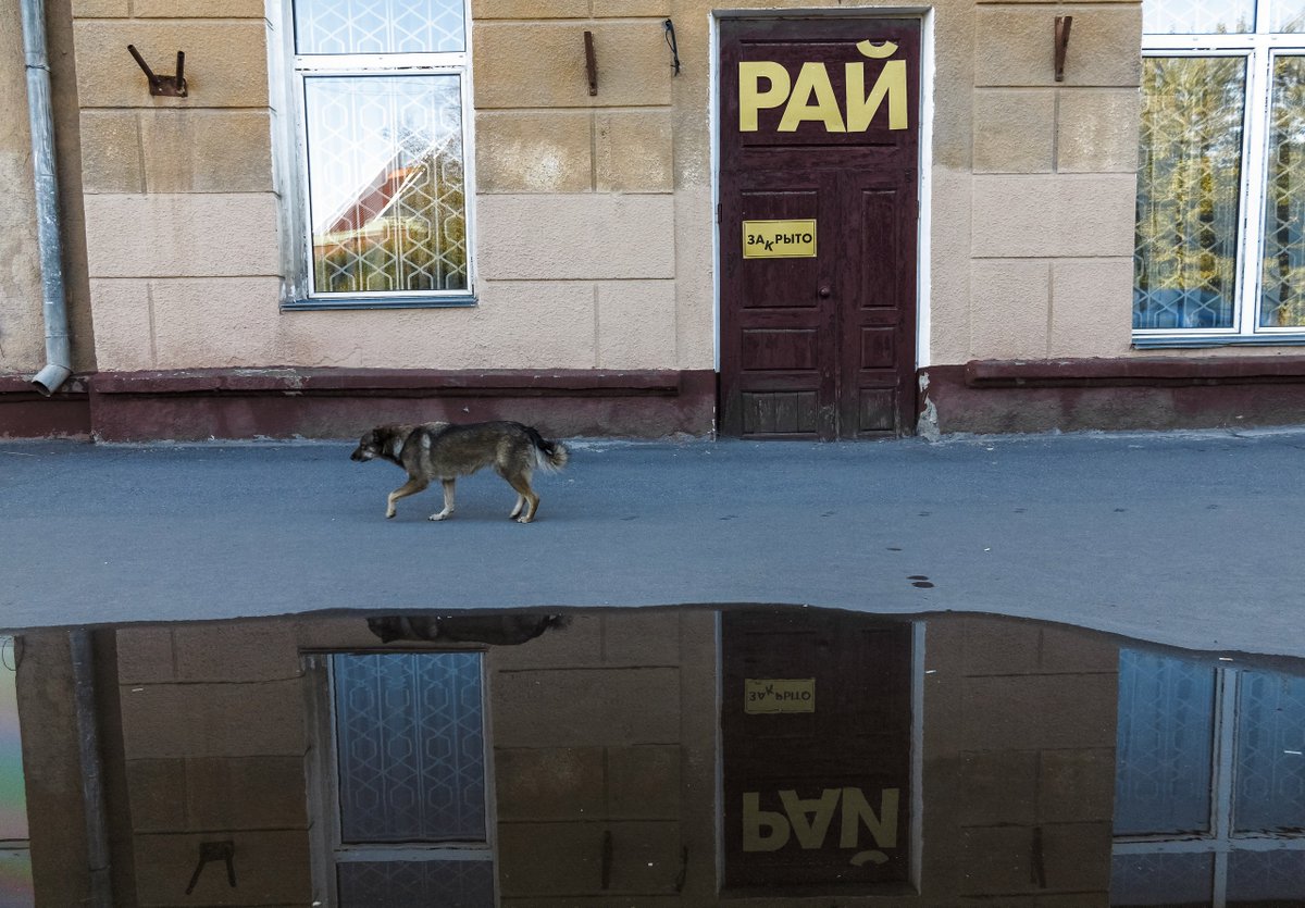 1200x835, 188 Kb / рай, собака, отражение, лужа