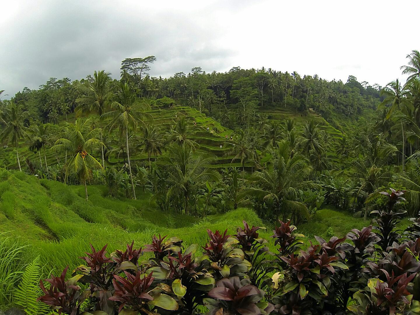 1440x1080, 322 Kb / Бали, рисовые, террасы