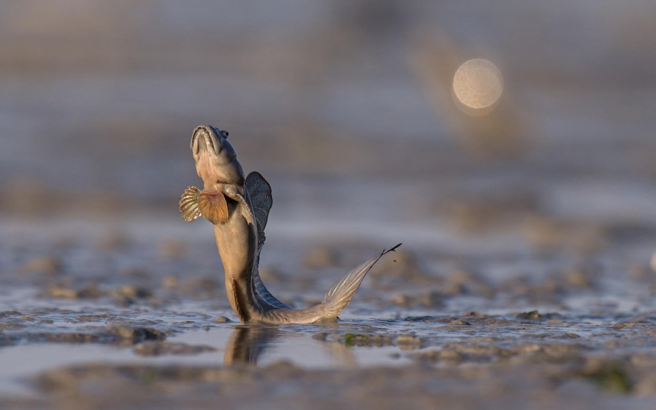 1280x800, 85 Kb / рыба, илистый прыгун