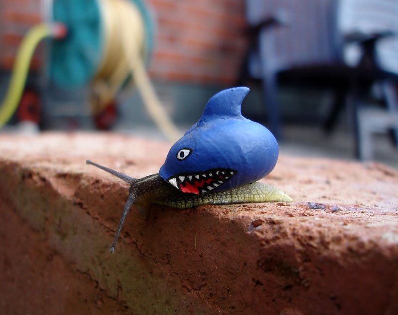 800x634, 72 Kb / акула, улитка