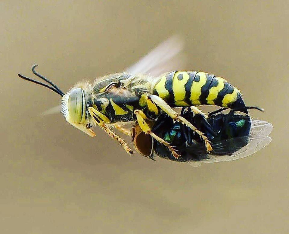 960x777, 80 Kb / оса, муха