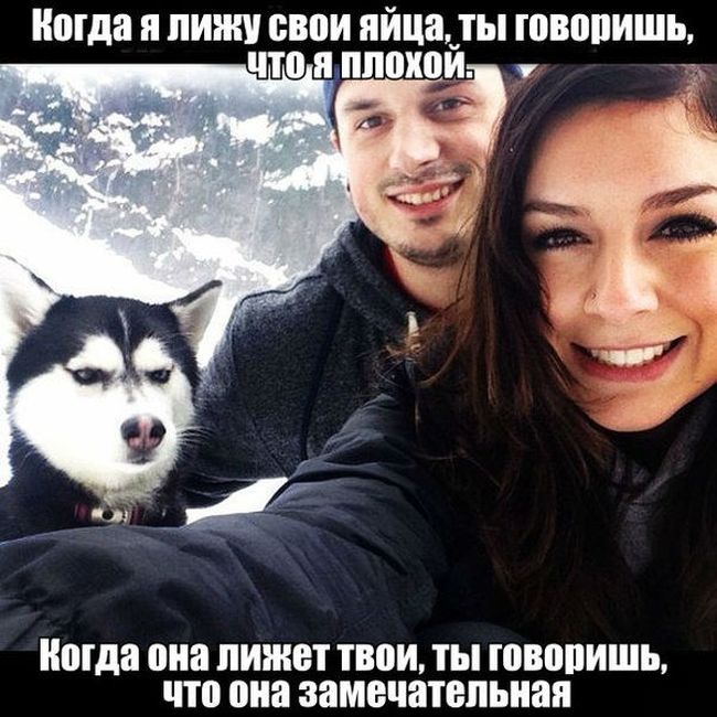 650x650, 77 Kb / девушка, хаски, яйца, парадокс