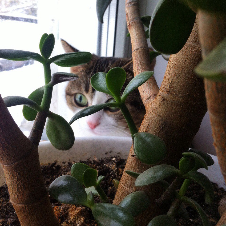 960x960, 222 Kb / кошка, цветок, окно, горшок