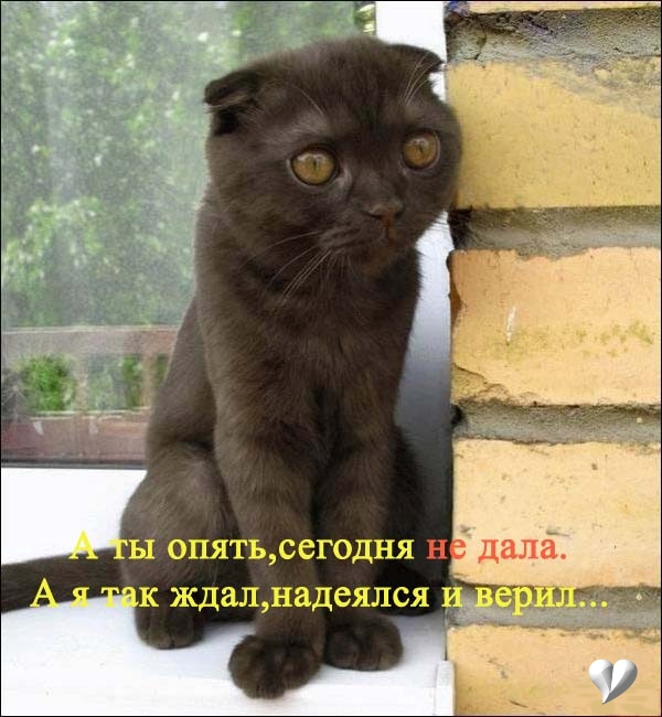 600x650, 179 Kb / кот, жизненно, не дала