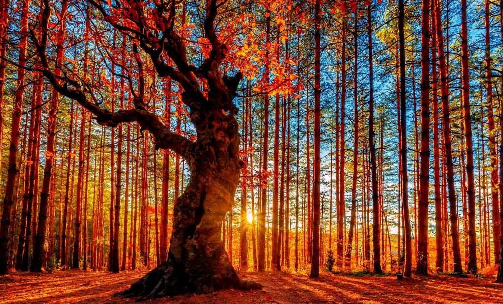 1024x618, 313 Kb / лес, дерево, осень, рассвет