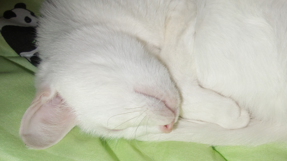 960x540, 614 Kb / сон,  кошка