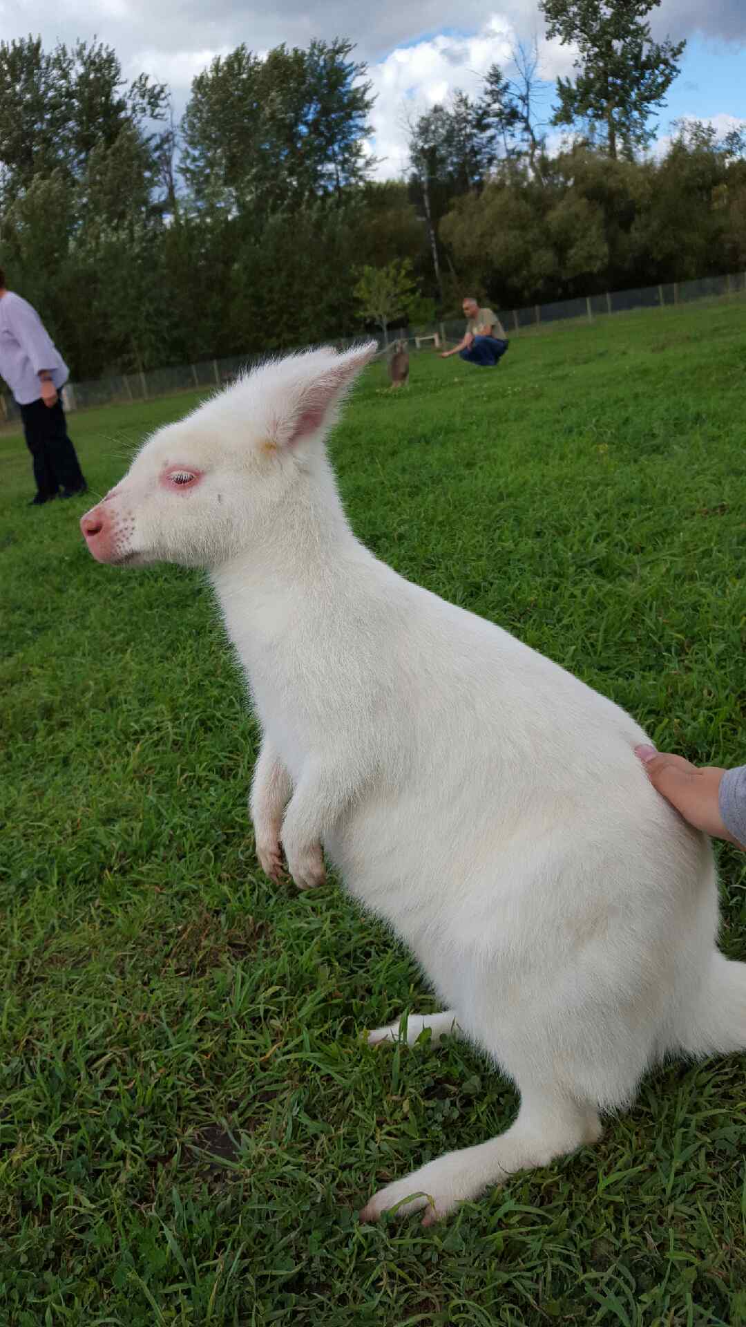 1080x1920, 164 Kb / трава, альбинос, забор, кенгуру