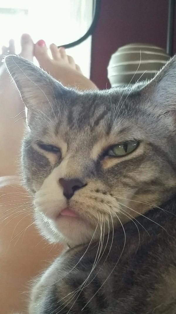 600x1066, 98 Kb / кот, нога, окно