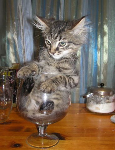 370x480, 52 Kb / бокал, котёнок