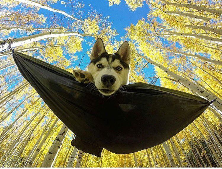 750x572, 157 Kb / хаски, гамак