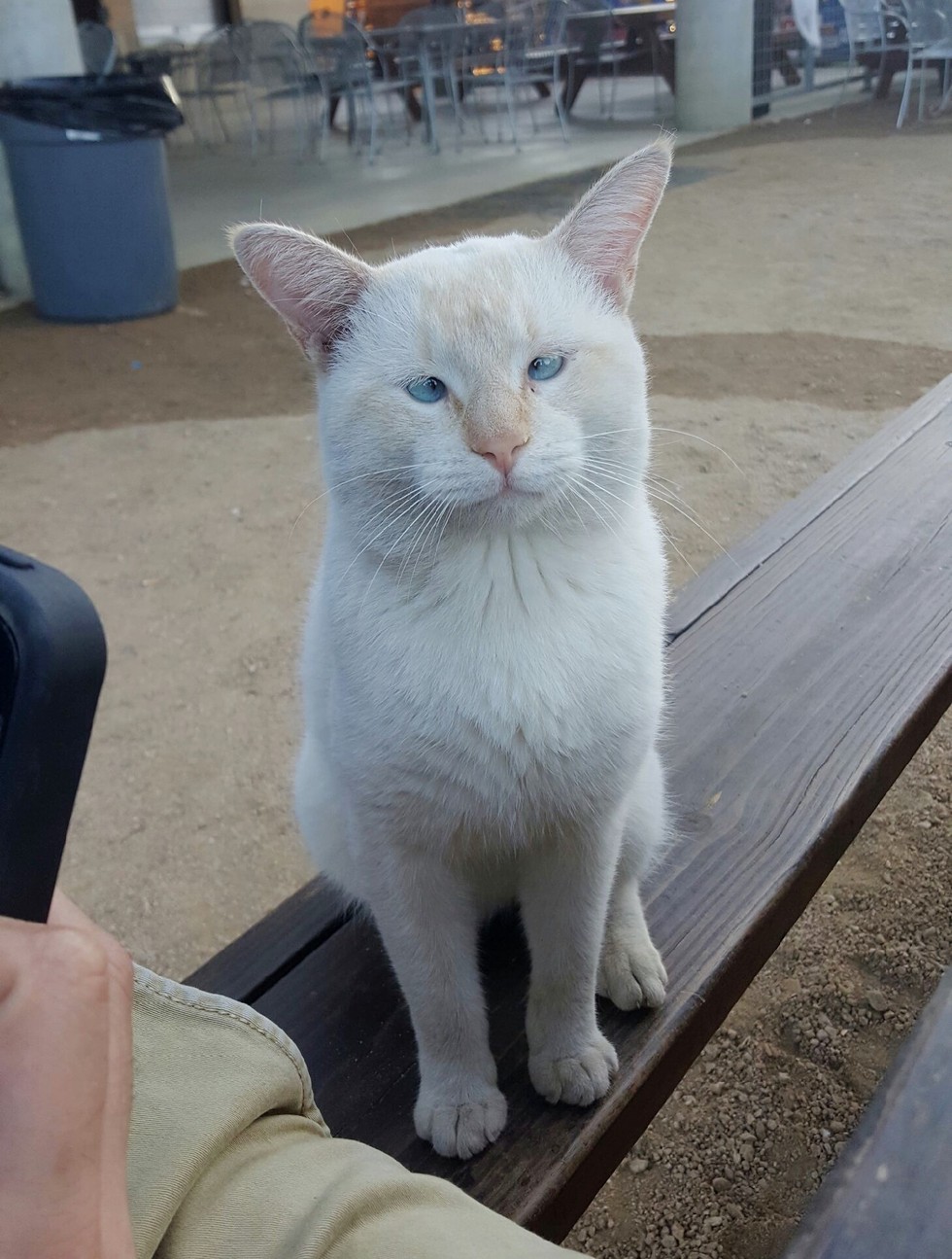 980x1295, 239 Kb / котэ, косой