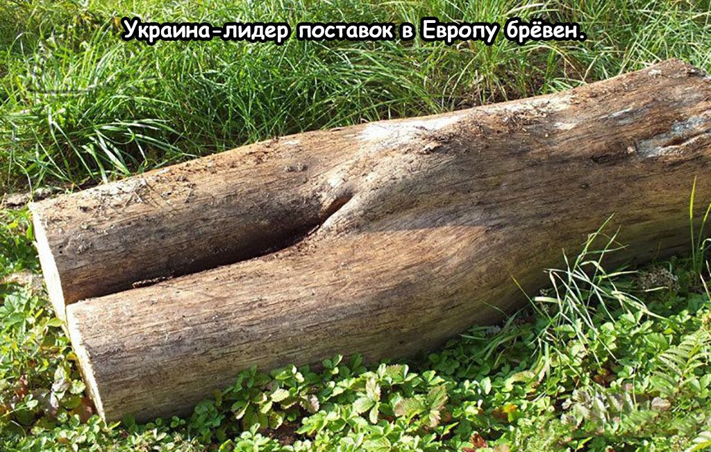 1024x651, 232 Kb / бревно, пиздатое, украина, лидер, политота