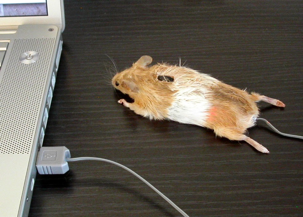 983x704, 176 Kb / мышка, ноутбук, дёрганая, чучело