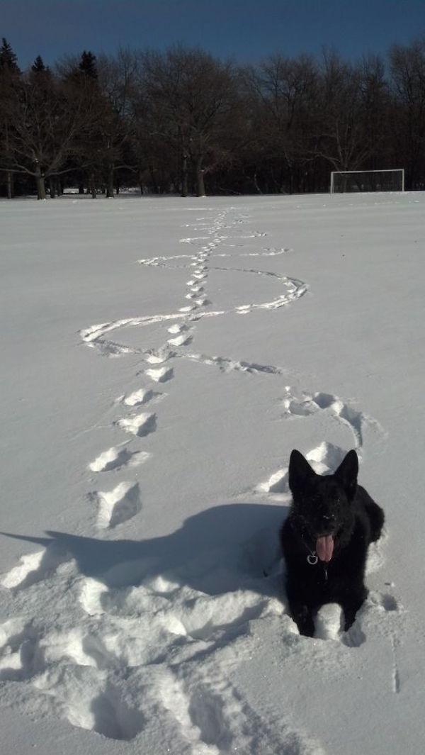 600x1065, 62 Kb / собака, снег, зигзаг, зима, поле, ворота