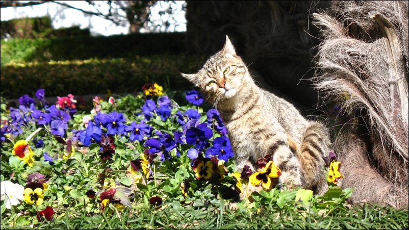 802x451, 120 Kb / мечтатель, наркоман, кот