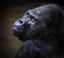 горилла, взгляд