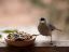птичка, арахис, семечки