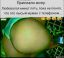 Жопа, трусы, телефон, лысый