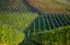 виноградники, зеленое