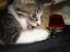 котёнок, мобильник