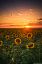 поле, подсолнухи, закат