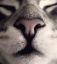 кот, нос